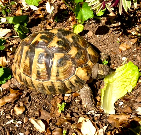Beans the Tortoise