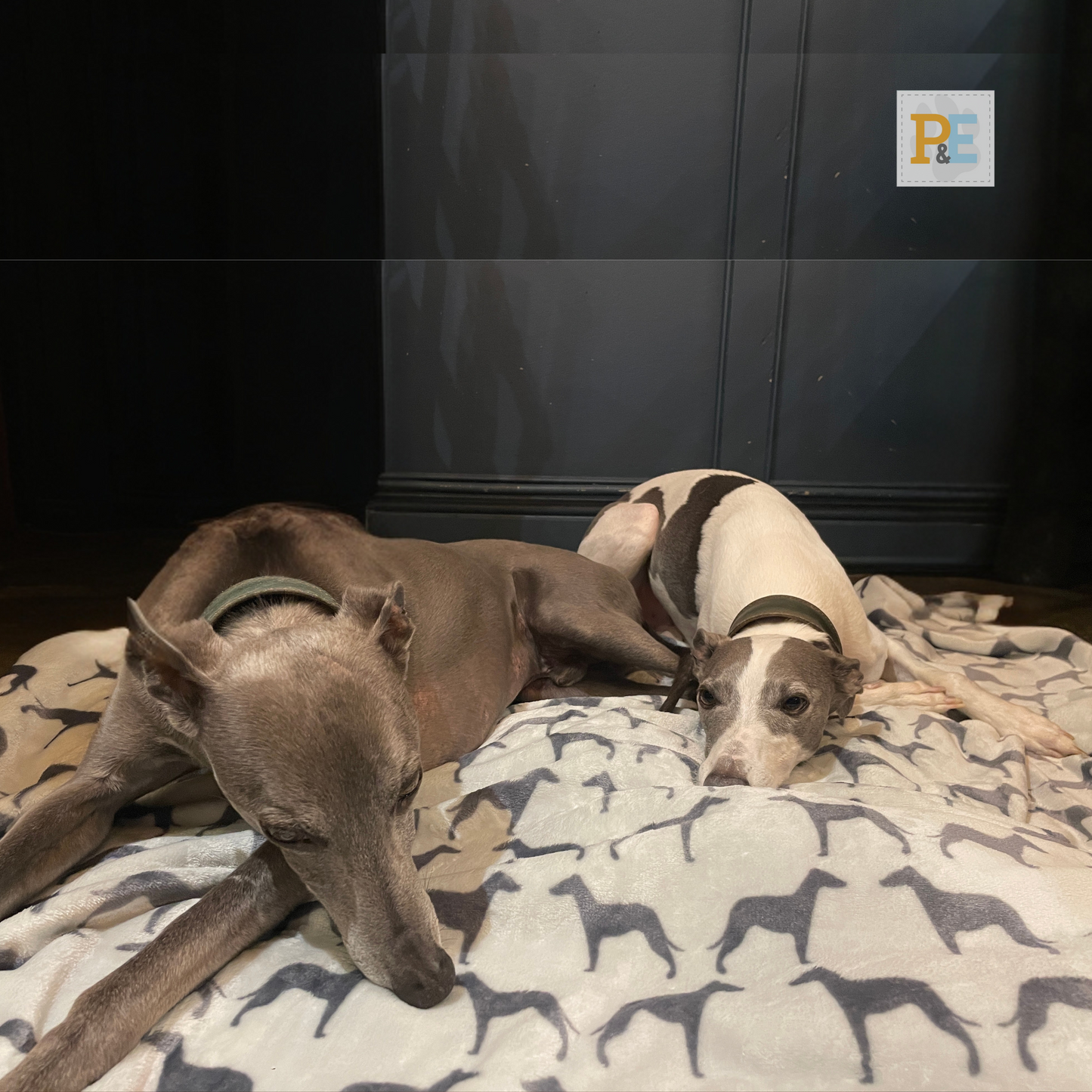 Grey on Grey Whippets