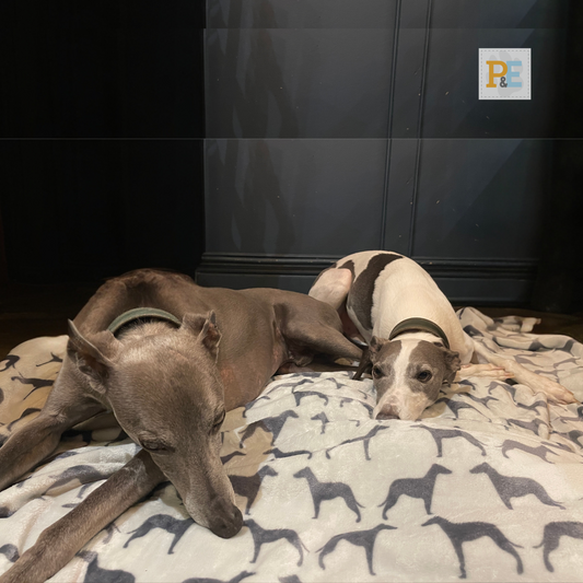 Grey on Grey Whippets