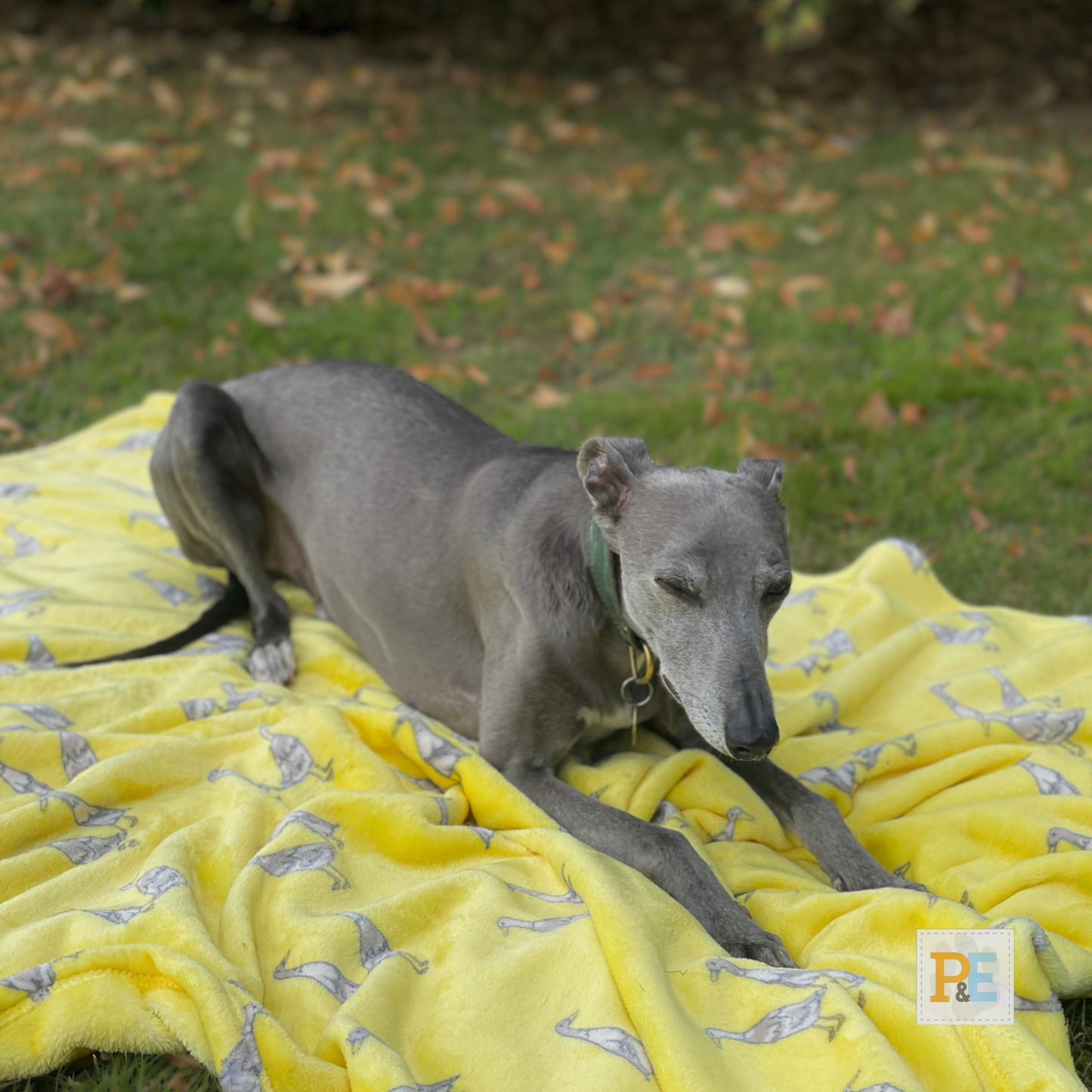 Paddle & Waddle Ducks