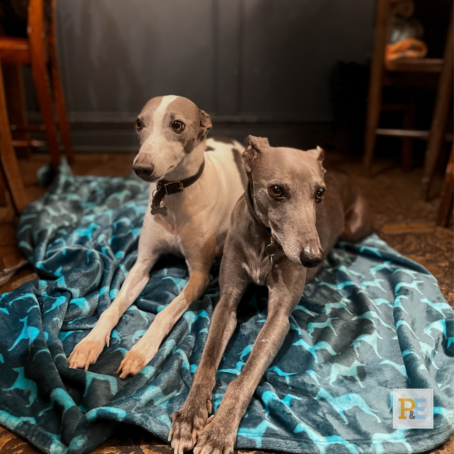 Kingfisher Blue Whippets