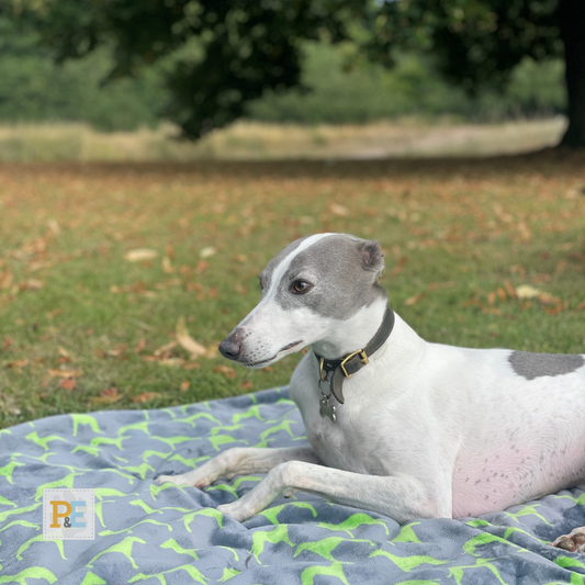 Lime Green Whippets